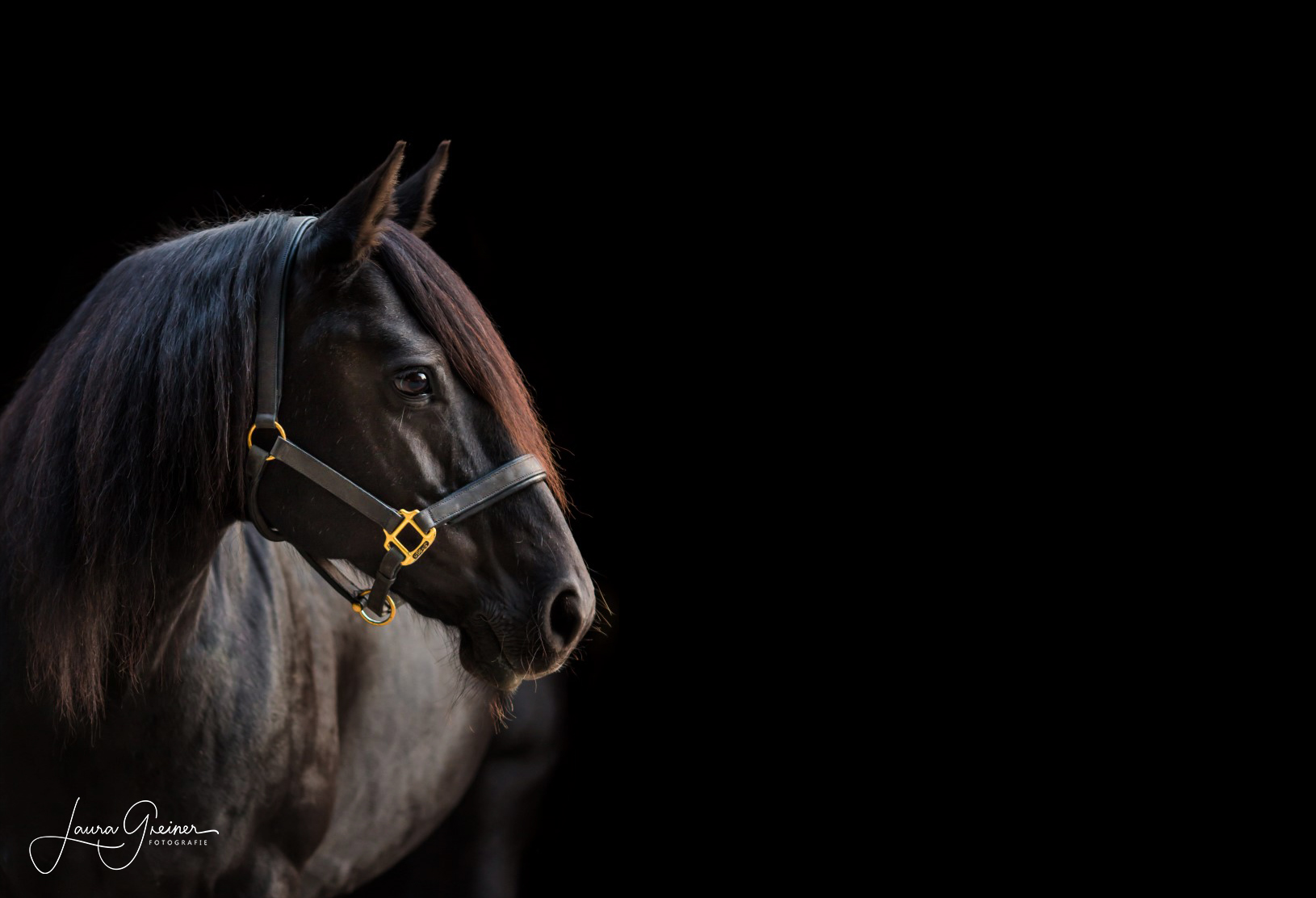 Tierfotografie Norddeutschland Dark Style