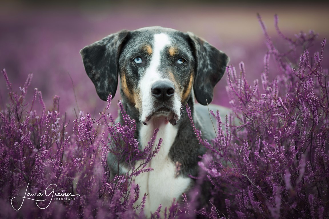 Hund und Heide, Tierfotografie Norddeutschland