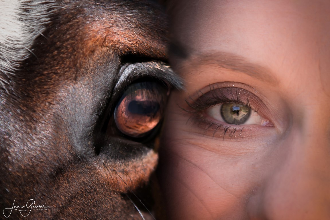 Pferdefotografie von Tierfotografie Norddeutschland (Laura Greiner)